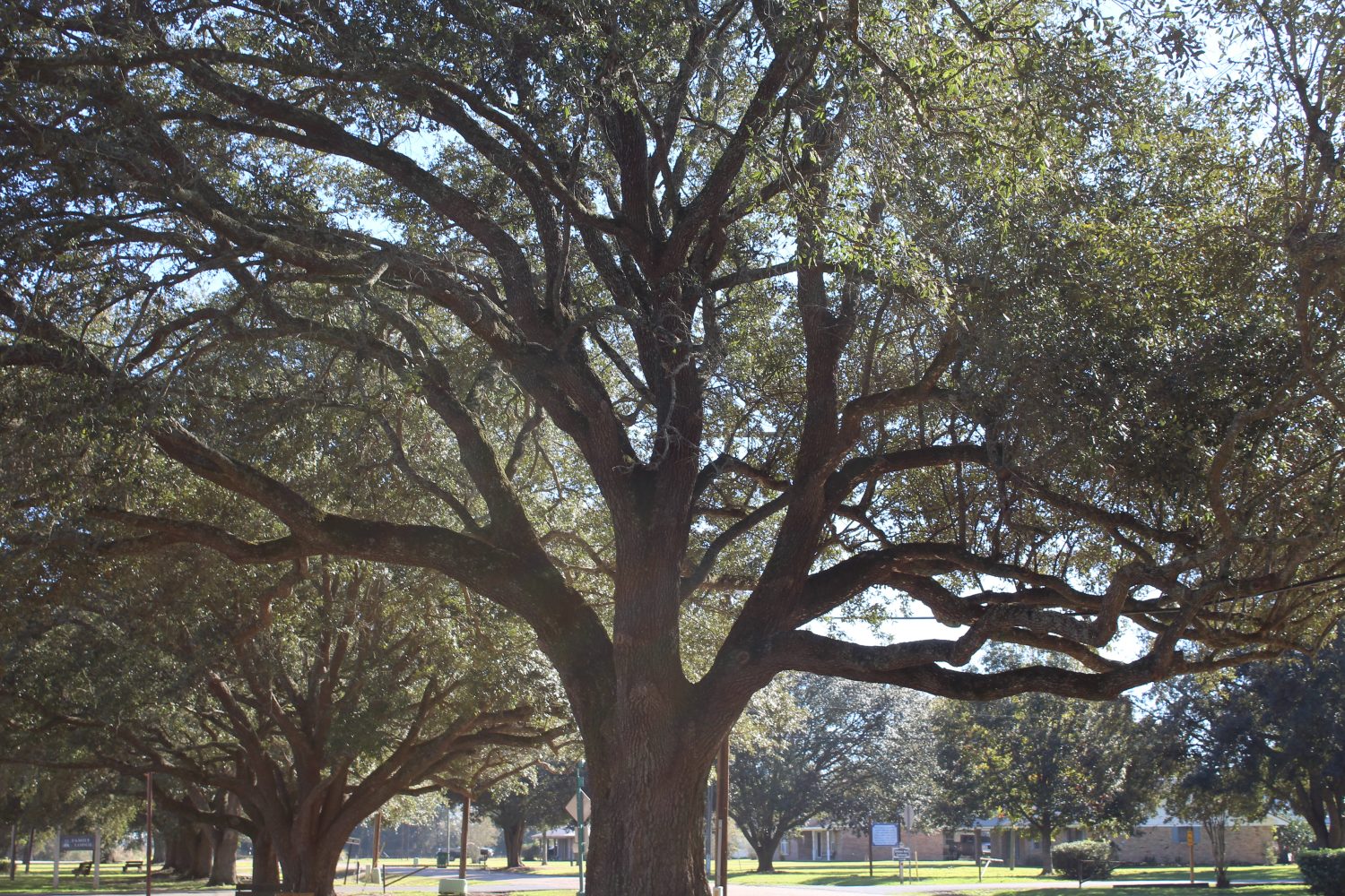 A great live oak on the campus