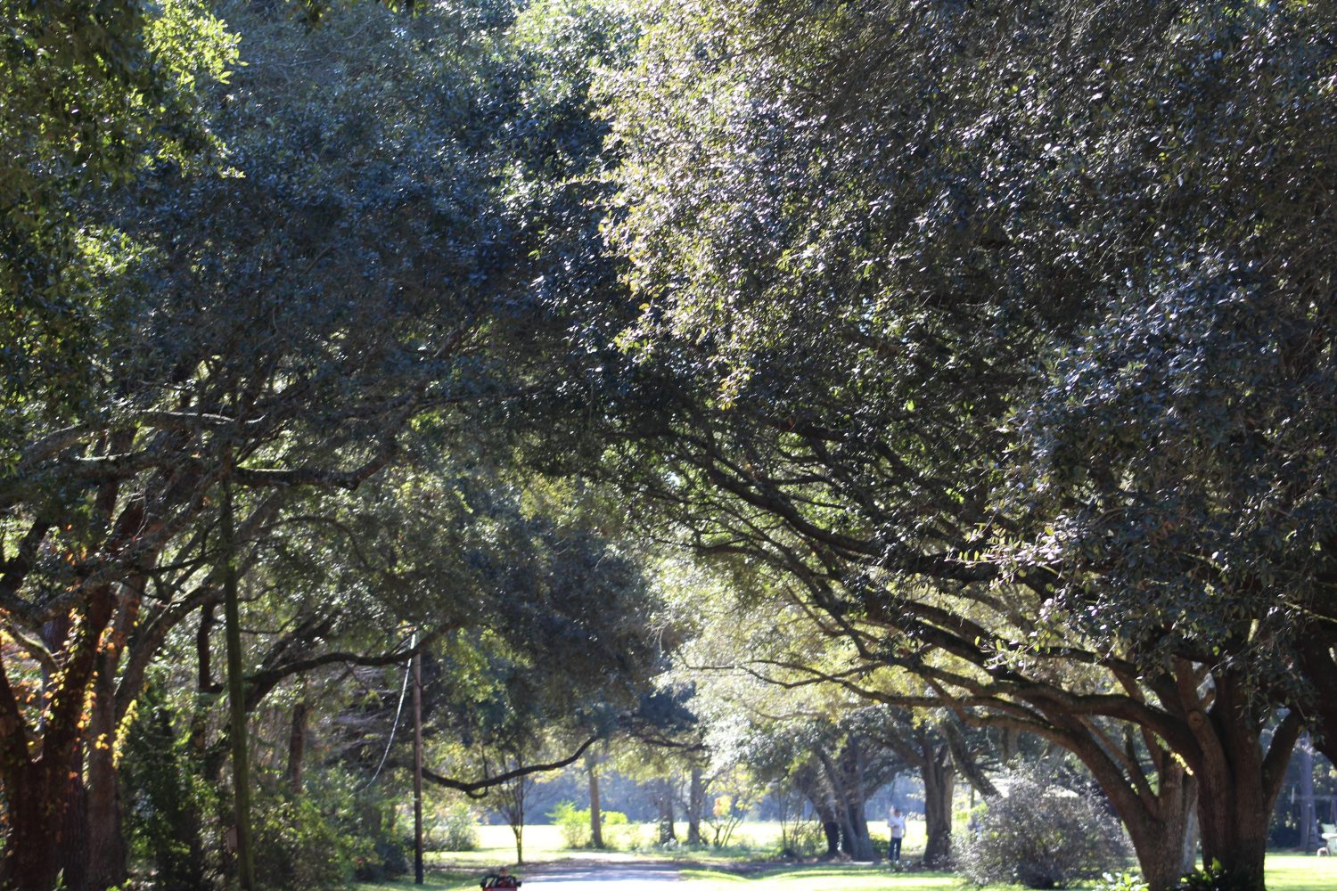The oak canopy over the campus lane